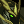 Icon-Tanictar's Guard Dolgir.png